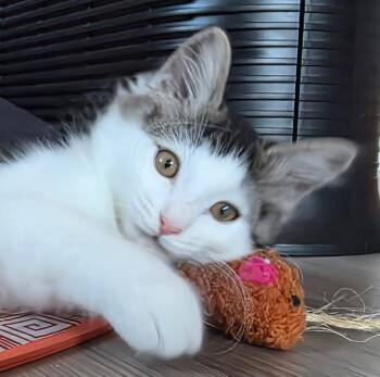 Daenerys -  Tabby Cat for Adoption in Greenfield, California - Daenerys | PetCurious