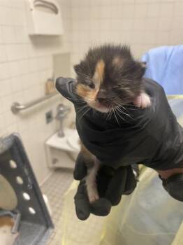 LENA -  Domestic Short Hair Cat for Adoption in Dallas, Texas - LENA | PetCurious