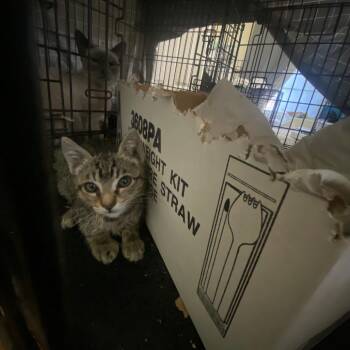 Julius -  Domestic Short Hair Cat for Adoption in Los Angeles, California - Julius | PetCurious
