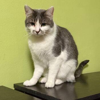 Domestic Short Hair Cats Available for Adoption in Saint Paul, Minnesota - Stan | PetCurious