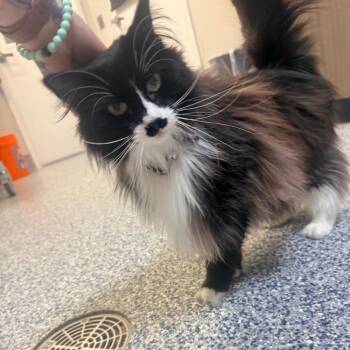 Domestic Long Hair Cats Available for Adoption in Great Falls, Montana - Bell | PetCurious