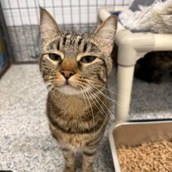 Priscilla -  Domestic Short Hair Cat for Adoption in Spokane, Washington - Priscilla | PetCurious