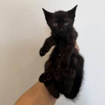 Domestic Short Hair Cats Available for Adoption in Chattanooga, Tennessee - Tempura | PetCurious