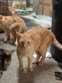 Micheal -  Domestic Short Hair Cat for Adoption in Cromwell, Kentucky - Micheal | PetCurious