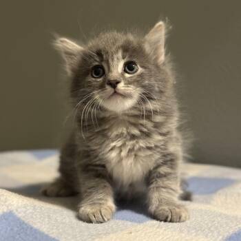 Domestic Short Hair Cats Available for Adoption in Las Vegas, Nevada - Token 53898 | PetCurious