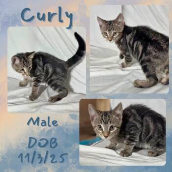 Curly -  Domestic Short Hair Cat for Adoption in Caldwell, Texas - Curly | PetCurious