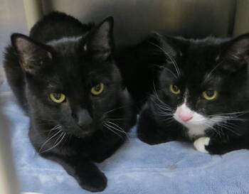 Buddy & Smokey -  Domestic Short Hair Cat for Adoption in Brockton, Massachusetts - Buddy & Smokey | PetCurious