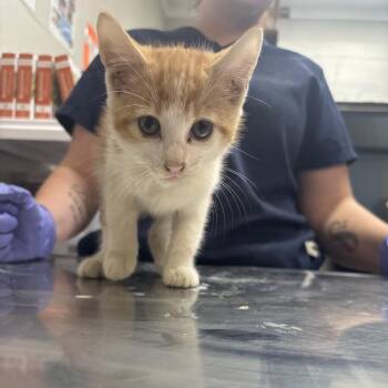 Cheshire Cat -  Domestic Short Hair Cat for Adoption in Clanton, Alabama - Cheshire Cat | PetCurious