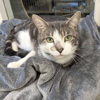 Bradley -  Domestic Short Hair Cat for Adoption in Peconic, New York - Bradley | PetCurious