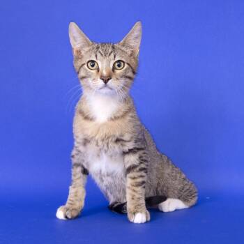 Domestic Short Hair Cats Available for Adoption - Tre | PetCurious