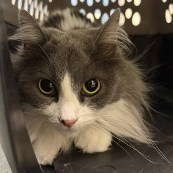 Domestic Long Hair Cats Available for Adoption in St. Louis, Missouri - HARIBO | PetCurious