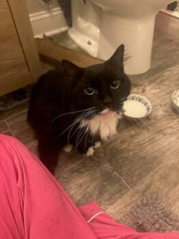 Rescue Domestic Long Hair and Domestic Short Hair Cats for Adoption in Chamblee, Georgia - Mr. Salt | PetCurious