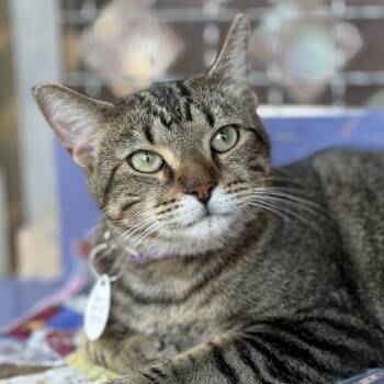 Rescue Domestic Short Hair Cats for Adoption in Tucson, Arizona - Queen Bee | PetCurious