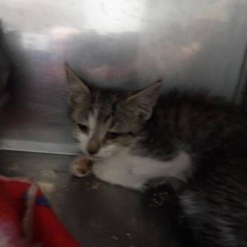 Chabble -  Domestic Short Hair Cat for Adoption in New York, New York - Chabble | PetCurious