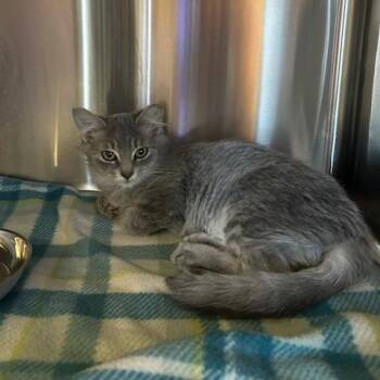 Sis -  Domestic Medium Hair Cat for Adoption in Knoxville, Tennessee - Sis | PetCurious
