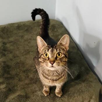 Domestic Short Hair Cats Available for Adoption in Brownsboro, Alabama - Sally | PetCurious