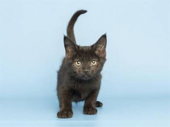 HOPE -  Domestic Short Hair Cat for Adoption in Phoenix, Arizona - HOPE | PetCurious