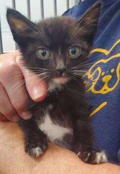 Rescue Domestic Medium Hair Cats for Adoption in Denham Springs, Louisiana - Bradley | PetCurious