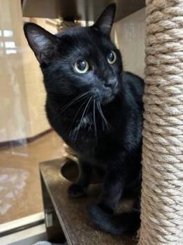 Domestic Short Hair Cats Available for Adoption - 3383B Panther | PetCurious