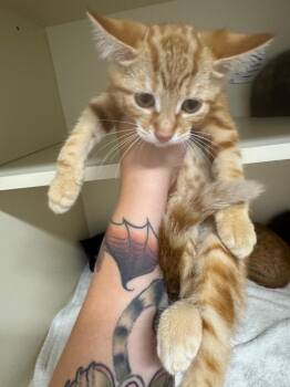 Ciao -  Domestic Short Hair Cat for Adoption in Bloomington, Indiana - Ciao | PetCurious
