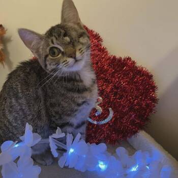 Domestic Short Hair Cats Available for Adoption - Constance (adopt With A Sibling) | PetCurious