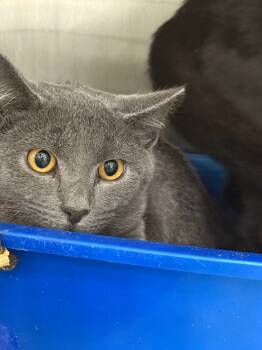 Rescue Domestic Short Hair Cats for Adoption in Danielsville, Georgia - Haze | PetCurious