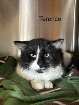 Domestic Long Hair Cats Available for Adoption - Terence | PetCurious