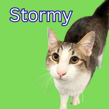 Rescue Domestic Short Hair Cats for Adoption in South Padre Island, Texas - Stormy | PetCurious