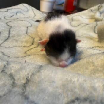 TUSC-Stray-85115 -  Domestic Short Hair Cat for Adoption in Tuscaloosa, Alabama - TUSC-Stray-85115 | PetCurious