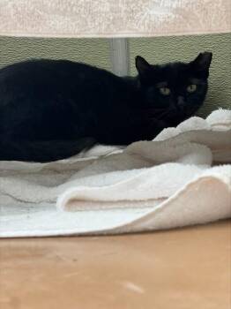 MAUDE -  Domestic Short Hair Cat for Adoption in Leesburg, Virginia - MAUDE | PetCurious