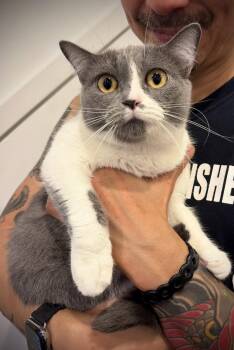 Kissa -  British Shorthair Cat for Adoption - Kissa | PetCurious