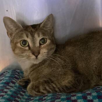 Domestic Short Hair Cats Available for Adoption - Minx | PetCurious