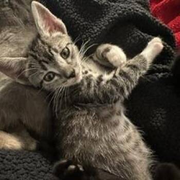 Laurent -  Domestic Short Hair Cat for Adoption in Spokane, Washington - Laurent | PetCurious