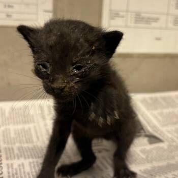 Cooper -  Domestic Short Hair Cat for Adoption in Yuma, Arizona - Cooper | PetCurious