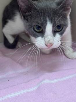 Azalea -  Domestic Short Hair Cat for Adoption in Chamblee, Georgia - Azalea | PetCurious