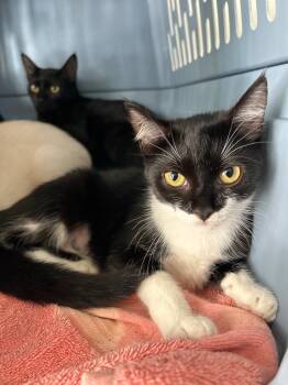 Rescue Domestic Short Hair Cats for Adoption in Cumming, Georgia - Skyler | PetCurious