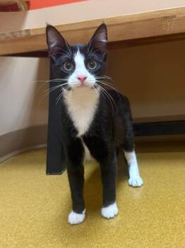 Cutie Pie -  Domestic Short Hair Cat Available for Adoption in Maryville, Missouri - Cutie Pie | PetCurious