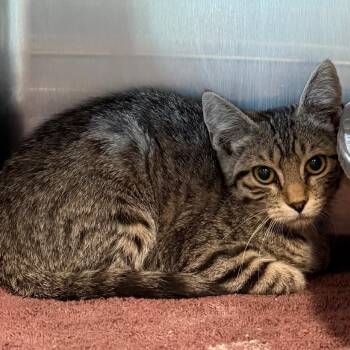 Juniper -  Domestic Short Hair Cat for Adoption in Cedaredge, Colorado - Juniper | PetCurious
