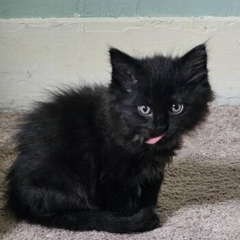 Roxy -  Domestic Long Hair Cat for Adoption in Knoxville, Tennessee - Roxy | PetCurious