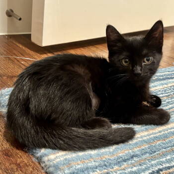 Rescue Bombay Cats for Adoption in Garland, Texas - Stella | PetCurious
