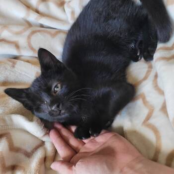 Barnaby -  Domestic Short Hair Cat for Adoption in Indianapolis, Indiana - Barnaby | PetCurious