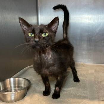 Jean Luc Picard -  Domestic Short Hair Cat for Adoption in Roanoke, Virginia - Jean Luc Picard | PetCurious