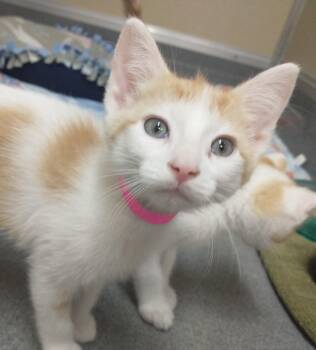 Polka -  Domestic Short Hair Cat for Adoption in Tomah, Wisconsin - Polka | PetCurious