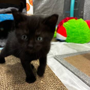 Domestic Short Hair Cats Available for Adoption - Syd | PetCurious