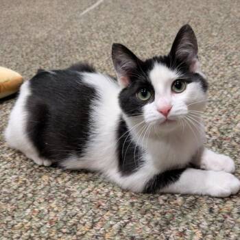 Fairy Foxglove -  Domestic Short Hair Cat for Adoption in Hudsonville, Michigan - Fairy Foxglove | PetCurious