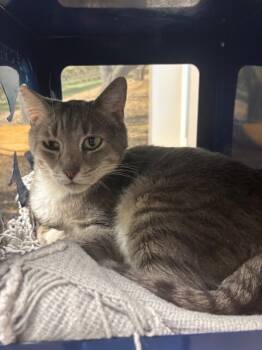 Rescue Domestic Short Hair Cats for Adoption in San Luis Obispo, California - Sheldon | PetCurious