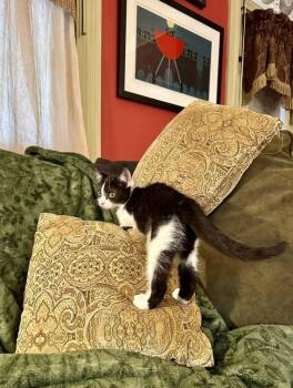 Rescue Domestic Medium Hair Cats for Adoption in Georgetown, Ohio - Netty | PetCurious