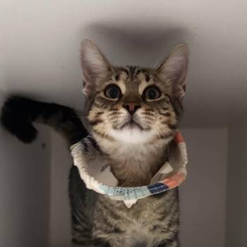 Bandicoot -  Domestic Short Hair Cat for Adoption in Dearborn, Michigan - Bandicoot | PetCurious