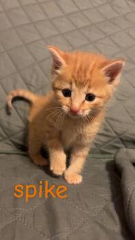 Spike -  Domestic Short Hair Cat for Adoption in New Cumberland, West Virginia - Spike | PetCurious