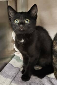 QUEENIE -  Domestic Short Hair Cat for Adoption - QUEENIE | PetCurious